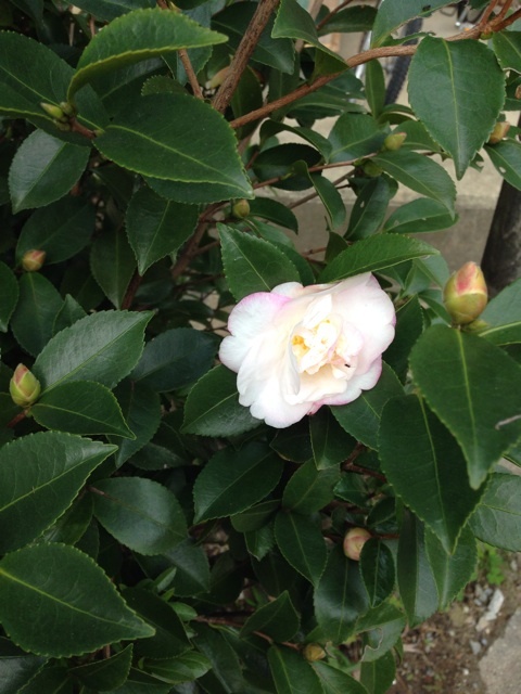 {F1A38345-7E1F-4B8E-AF28-AD287B9FA049:01}